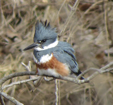 Belted Kingfisher female SM South 2_27_2015